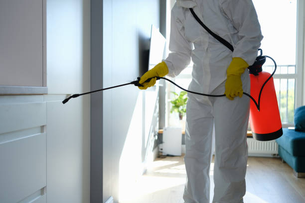 Best Attic Mold Removal  in Boiling Springs, PA