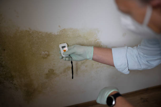 Mold Removal and Inspection in Boiling Springs, PA