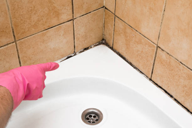 Best Mold Removal Specialists  in Boiling Springs, PA